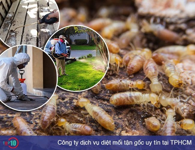 Top 10 công ty dịch vụ diệt mối tận gốc uy tín và hiệu quả nhất