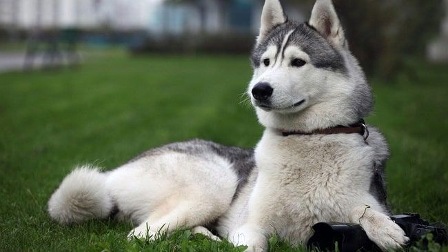 Những Địa Chỉ Mua Bán Chó Alaska Tại TPHCM