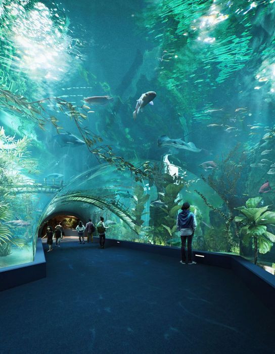 Ảnh 2 - Khám phá bể cá acrylic lớn nhất Đông Nam Á tại Thủy cung Lotte World