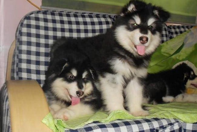 Chó Alaska tại Thú Kiểng
