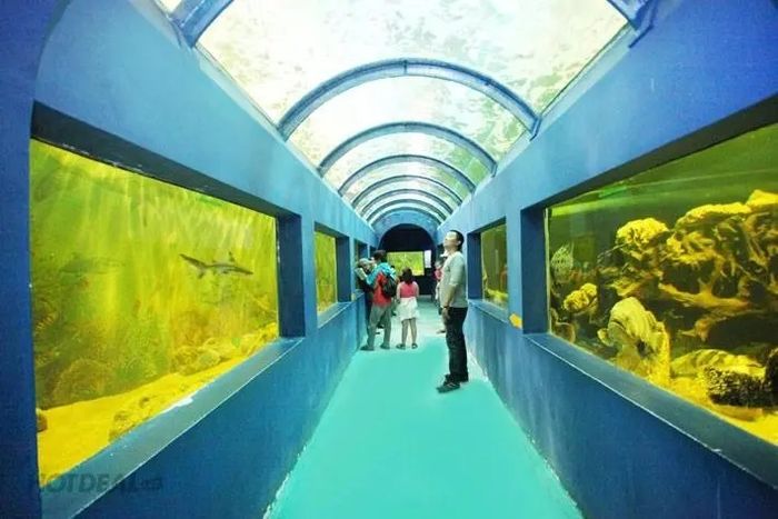 Ảnh 2 - Thế giới đại dương kỳ thú tại Thủy cung Đầm Sen