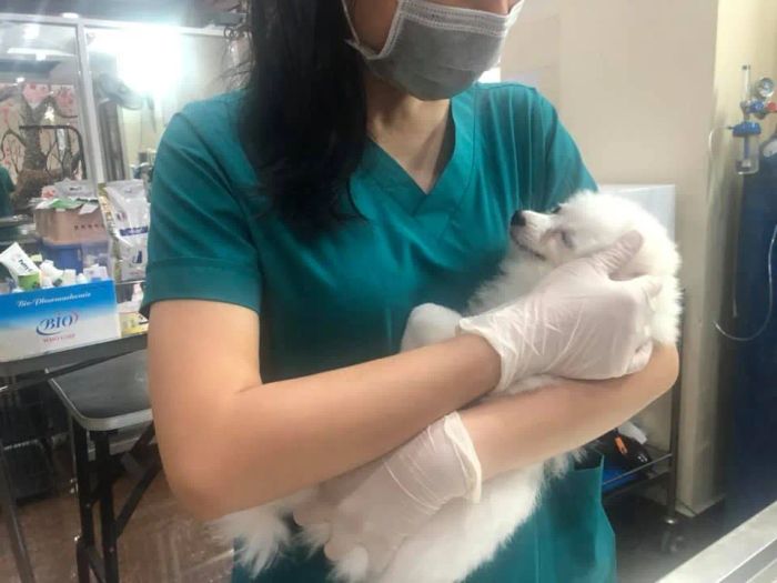 Không gian hiện đại tại Phòng Khám Thú Y Sài Gòn