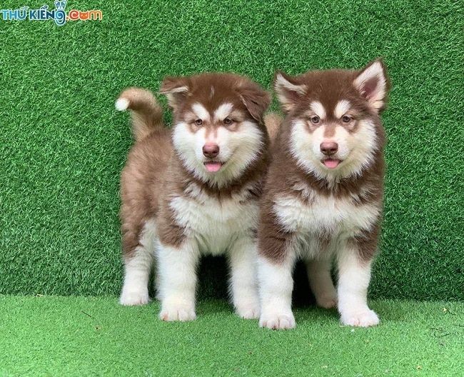 Thú Kiểng – Địa chỉ bán chó Alaska uy tín tại TPHCM