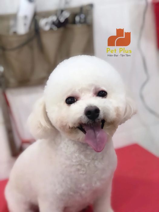 Hình ảnh Phòng Khám Thú Y Pet Plus