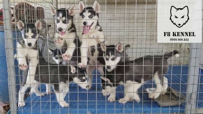 F8 Kennel - Nơi cung cấp chó giống uy tín tại TPHCM