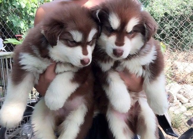 S&C Dog Shop – Nơi cung cấp chó Alaska uy tín tại TP.HCM