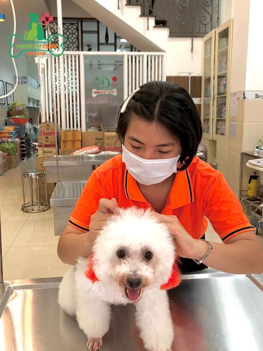 Không gian phòng khám ấm cúng tại Thú Y Sơn Ca