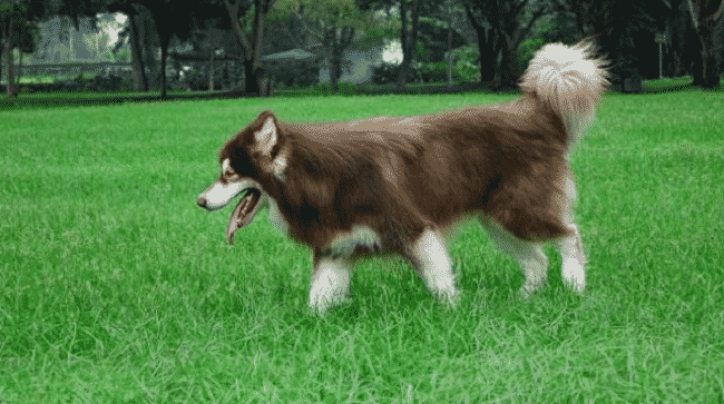 Chó Alaska tại S&C Dog Shop – Chất lượng đảm bảo, sức khỏe tuyệt vời