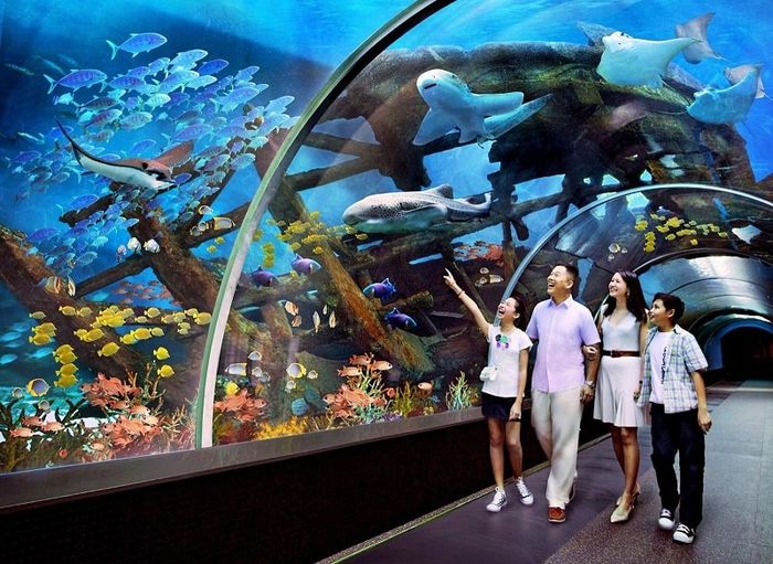 Khoảnh khắc tuyệt đẹp: Hành trình khám phá thế giới đại dương tại Vinpearl Nha Trang