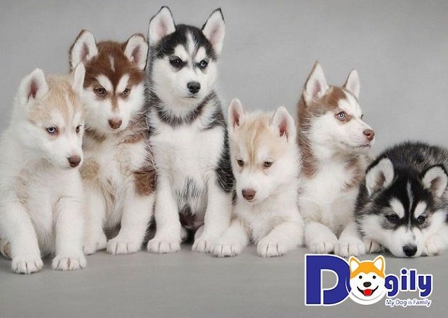 Chó Alaska tại Dogily Petshop - Chất lượng vượt trội, chăm sóc tận tâm