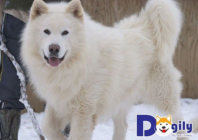 Dogily Petshop - Nơi bán chó Alaska uy tín hàng đầu tại TPHCM