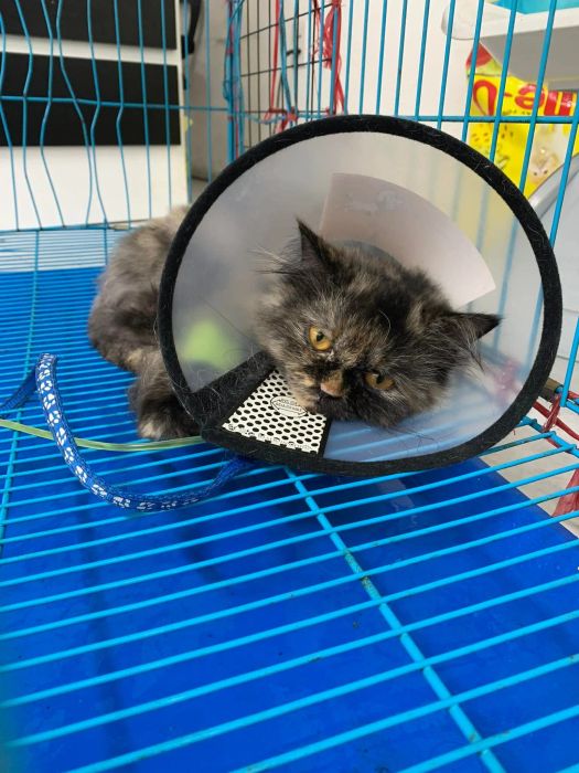 Hệ thống trang thiết bị y tế tiên tiến tại Vinpet.vn
