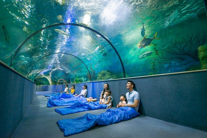 Bộ sưu tập hình ảnh độc đáo: Thế giới đại dương sống động tại Thủy cung Times City