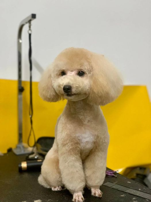 Không gian phòng khám hiện đại tại Thú Y Su Pet