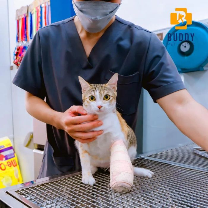 Không gian ấm cúng tại Thú Y Buddy Pet