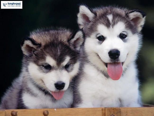 Sở hữu chó Alaska tại Tùng Lộc Pet