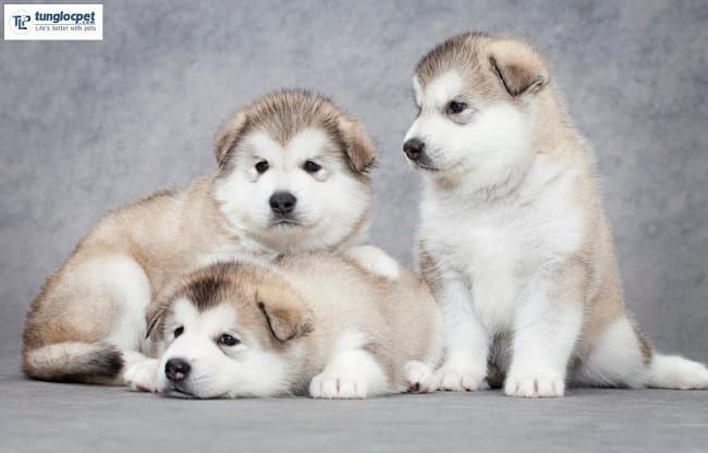 Chó Alaska Tại Tùng Lộc Pet