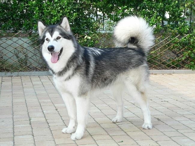 Chó Alaska tại Trại F8 Kennel