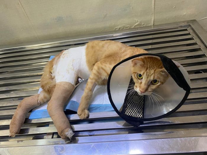 Hình ảnh khu vực khám bệnh hiện đại tại Thú Y GO VET