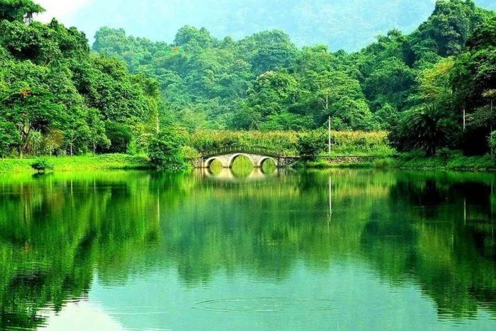 Vẻ đẹp nguyên sơ của rừng già Cúc Phương