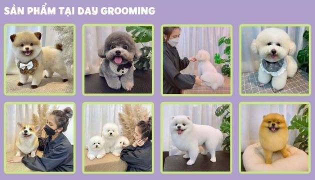 Day Grooming - Nơi tình yêu thú cưng hóa thành tinh hoa