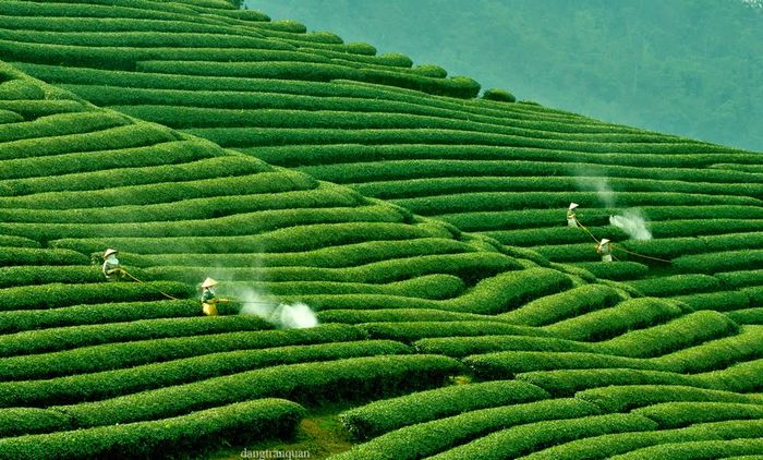 Đồi chè Ô Long - ảnh 1