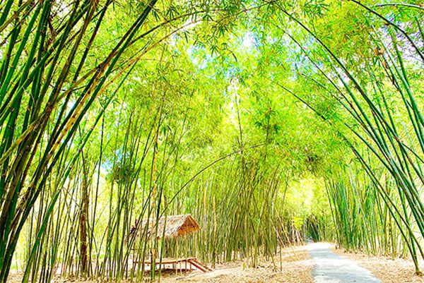 Hình ảnh minh họa sinh động (Nguồn: internet)
