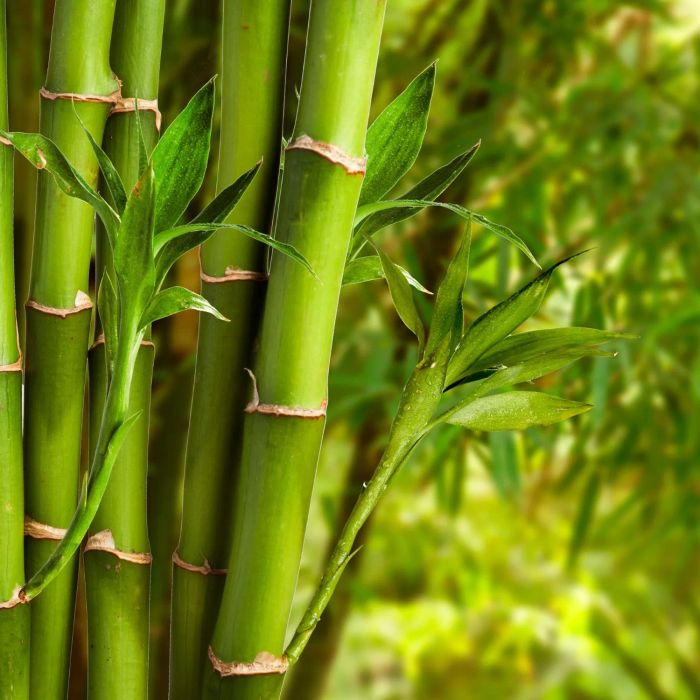 Hình ảnh minh họa ấn tượng về cây tre trong đời sống Việt (Nguồn: Internet)