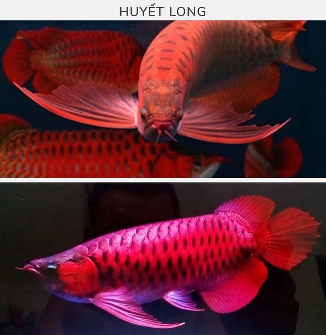 Huyết long tại Cá cảnh Hồng Anh