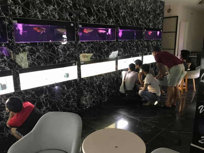 Cá cảnh Hồng Anh