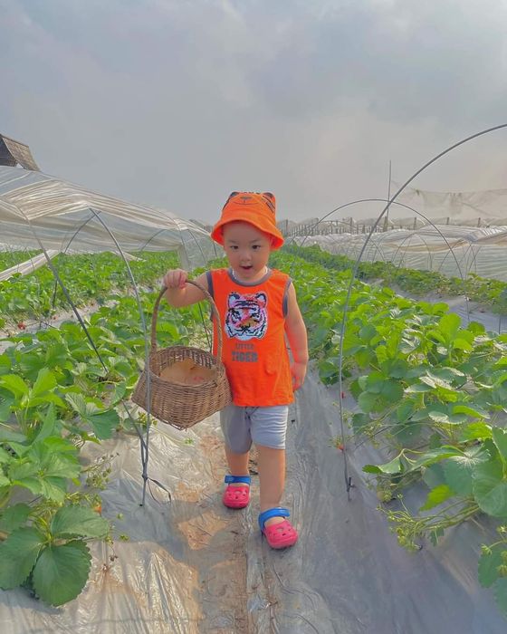 Trang trại Dâu Tây - ảnh 1