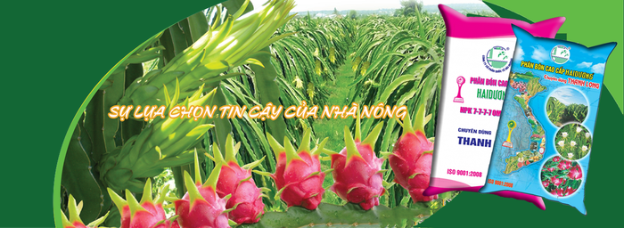 Bộ sưu tập hình ảnh ứng dụng phân bón Hải Dương trên các loại cây trồng