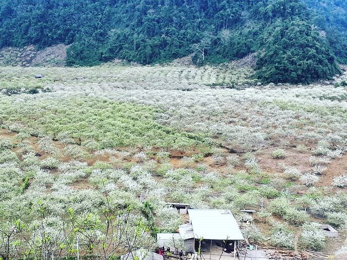 Thung lũng mận Nà Ka - ảnh 1