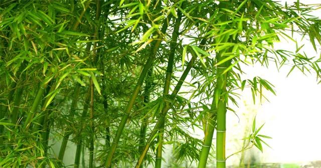 Hình ảnh minh họa sống động về cây tre Việt Nam (Nguồn: Sưu tầm)