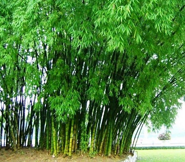 Hình ảnh minh họa sinh động (Nguồn: internet)