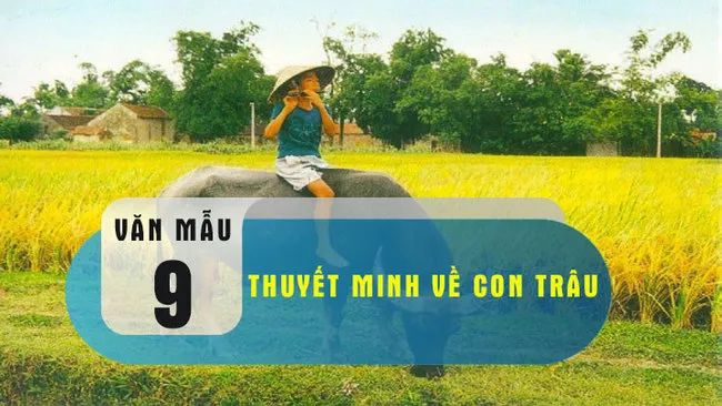 Ảnh minh hoạ ảnh 1