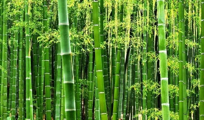 Hình ảnh minh họa đẹp về cây tre Việt Nam (Nguồn: Sưu tầm)