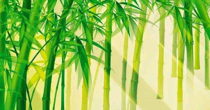 Hình ảnh minh họa sống động về cây tre Việt Nam (Nguồn: Sưu tầm)