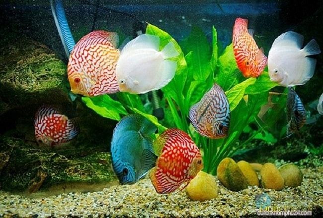 Thế Giới 246 - Cửa hàng bán cá cảnh tại TPHCM