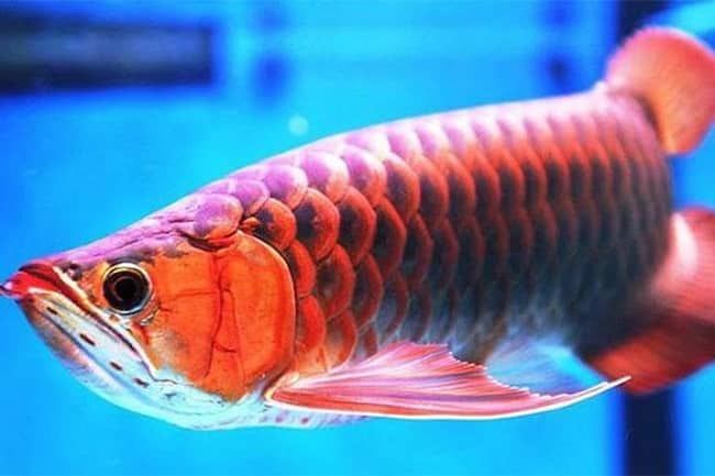 Cá Huyết Long tại Thế Giới 246