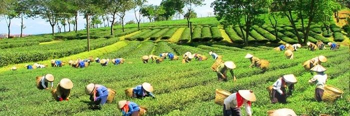 Hình ảnh Chè Gia Nghĩa thượng hạng