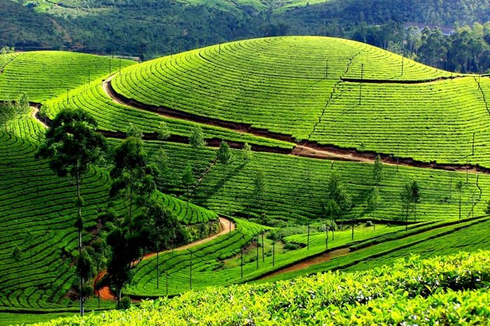 Bộ sưu tập hình ảnh Chè Mộc Châu - Từ nụ chè xanh đến tách trà thơm ngát