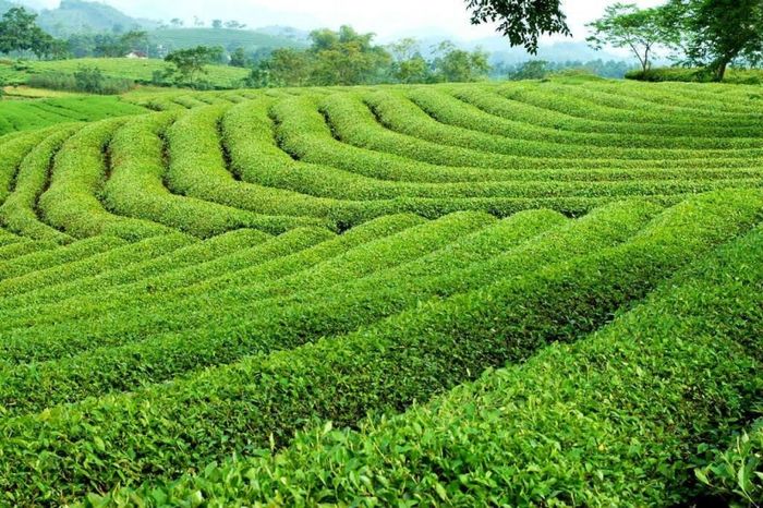 Hình ảnh Chè Gia Nghĩa - Nét đẹp giản dị mà đậm đà bản sắc dân tộc.