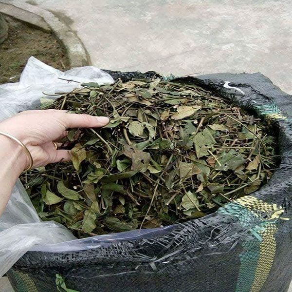 Hình ảnh Chè Vằng - Thảo dược quý với vẻ đẹp hoang sơ của núi rừng miền Trung