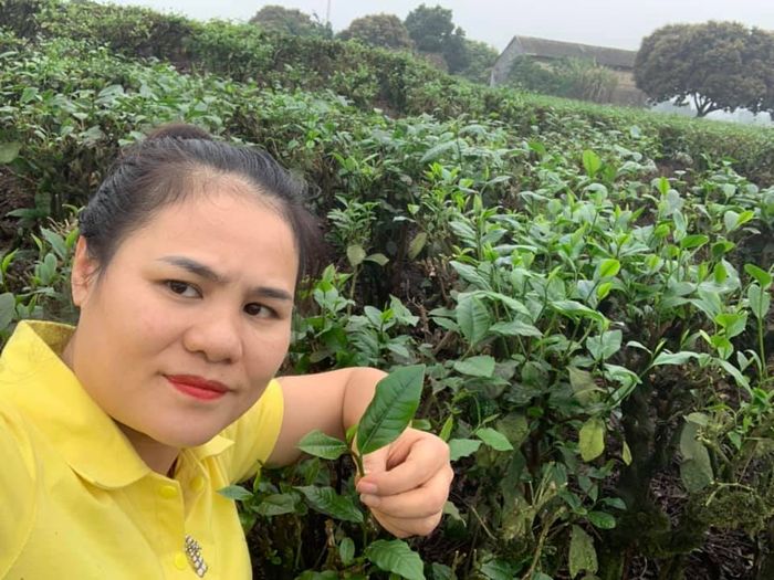 Bộ sưu tập hình ảnh Chè Tân Cương - Từ búp trà xanh đến thành phẩm thượng hạng