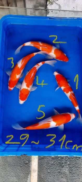 [Hình ảnh] Bộ sưu tập Koi Matsuba quý hiếm tại O-KVC KOI Farm