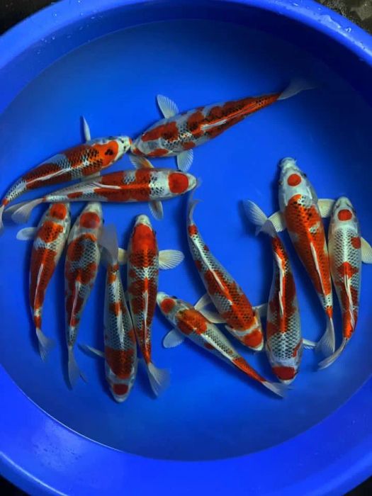 [Hình ảnh] Bộ sưu tập Koi Nhật Bản đa dạng chủng loại tại KING KOI FARM JP