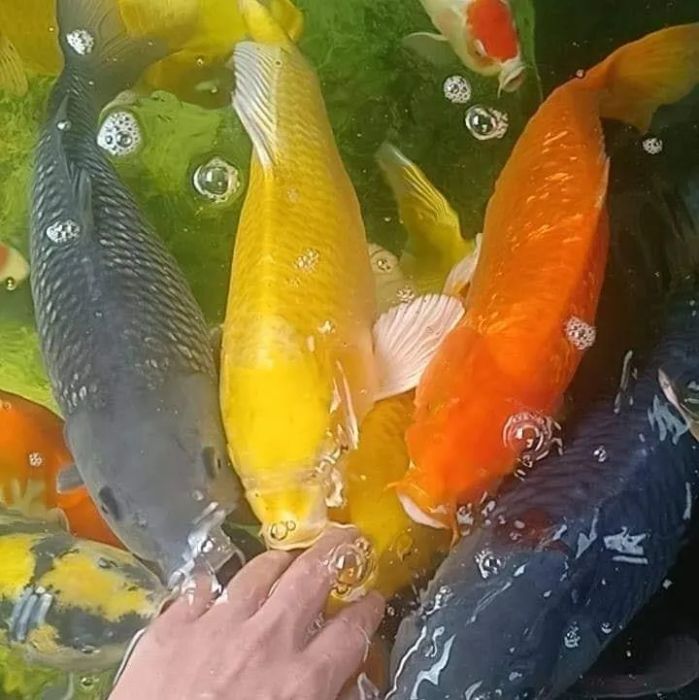 Phúc Thắng Koi Farm ảnh 2 - Khám phá thế giới cá Koi đa sắc màu qua những khoảnh khắc chân thực nhất.