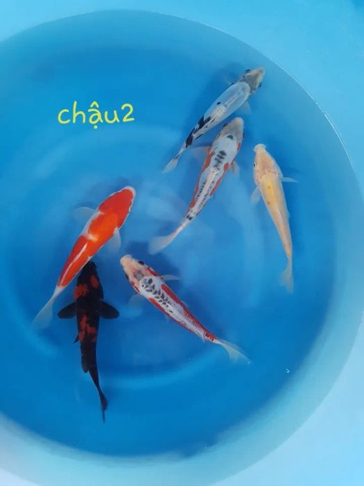Patio Fish And Landscape ảnh 2 - Góc nhìn mới lạ về vẻ đẹp thuần khiết của những chú cá Koi Nhật Bản tuyển chọn.