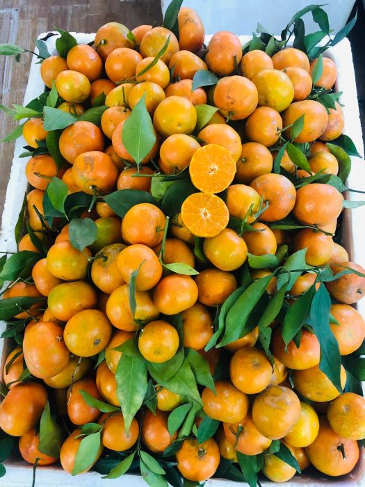 Bộ sưu tập trái cây nhập khẩu cao cấp tại Minh Trang Fruit